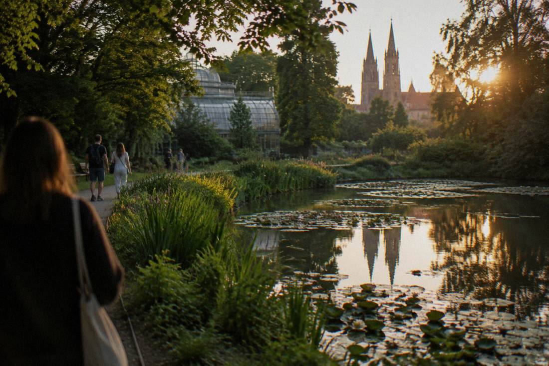 A garden pond with water lilies and green plants along the banks under trees
