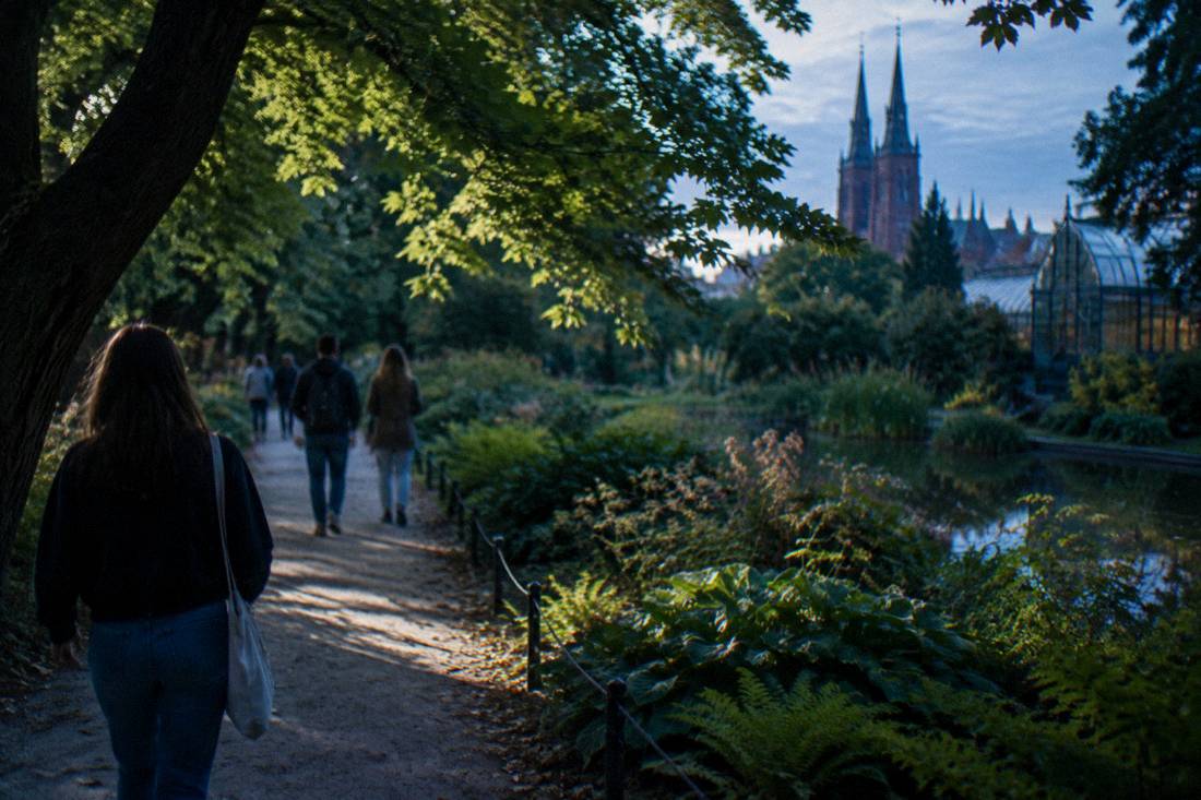 A shaded path under mature trees with dappled sunlight falling on leaves in a garden