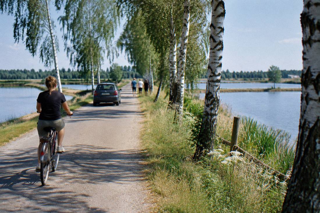 A quiet country lane between fish ponds with birch trees at the roadside