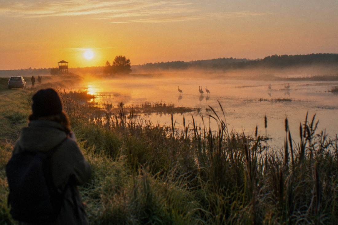 Morning mist over a shallow pond with reeds in the foreground