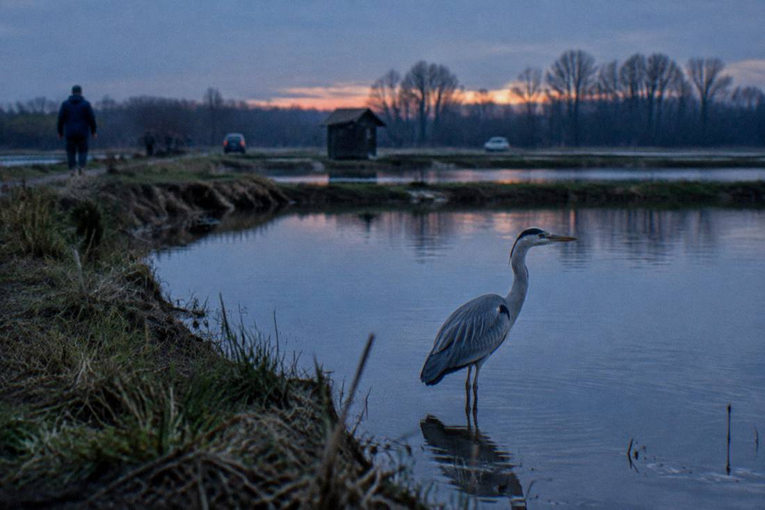 A grey heron standing in shallow water at the edge of a fish pond