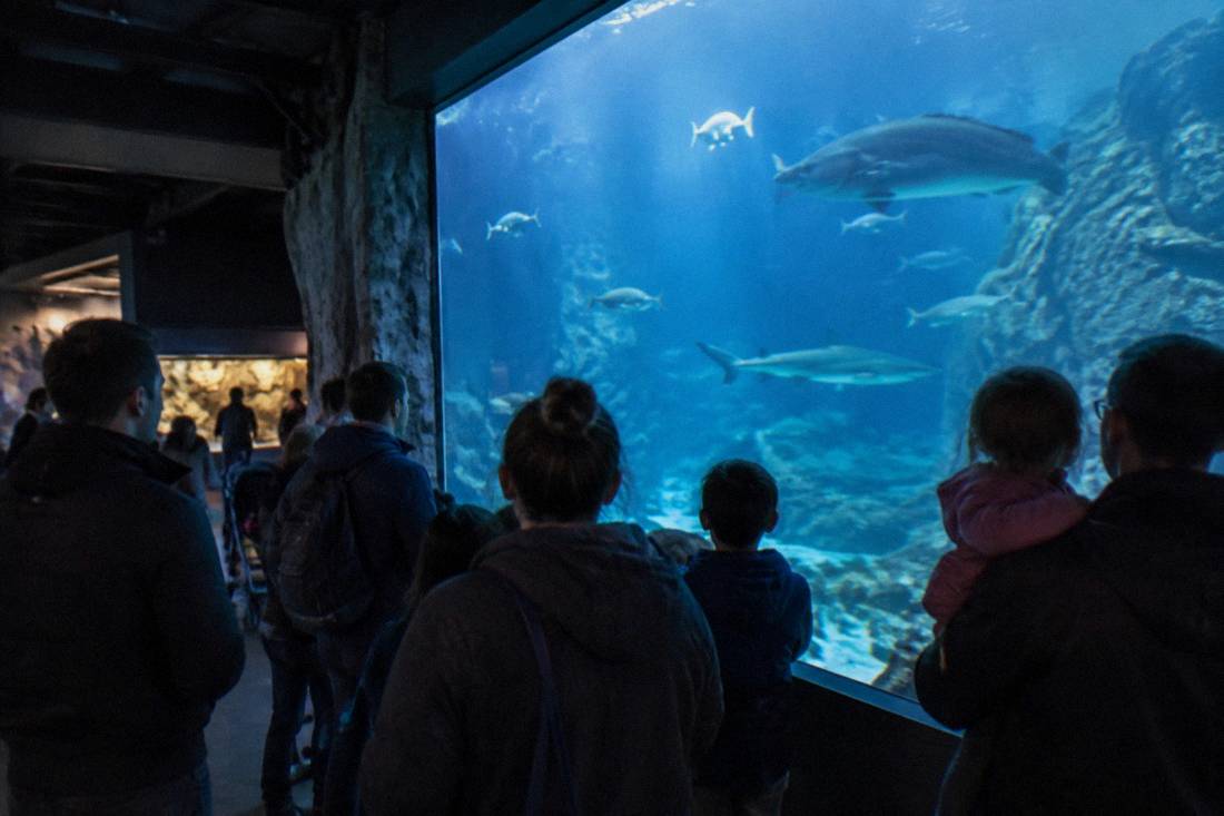 Families watching fish swim past the glass wall of a large aquarium tank inside a zoo pavilion